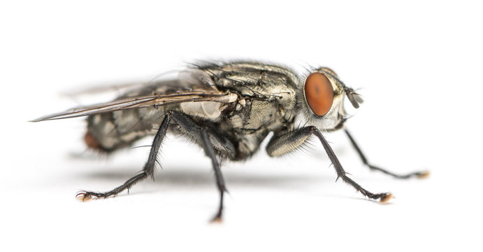 Flesh fly, Sarcophagidae, isolated on white