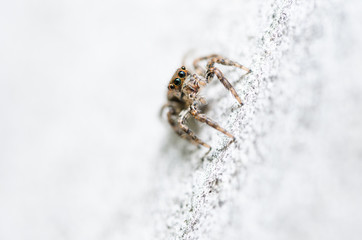 Spider in wall nature background