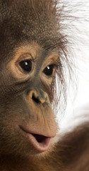 Close-up of a young Bornean orangutan's profile, Pongo pygmaeus © Eric Isselée