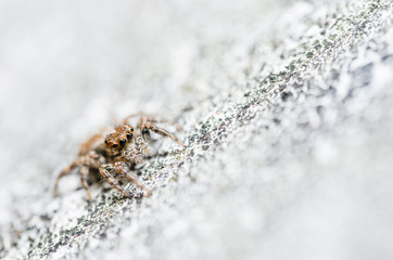 Spider in wall nature background