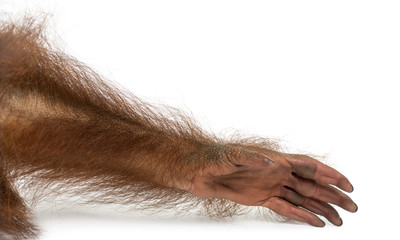 Naklejka premium Close-up of a young Bornean orangutan's arm, Pongo pygmaeus