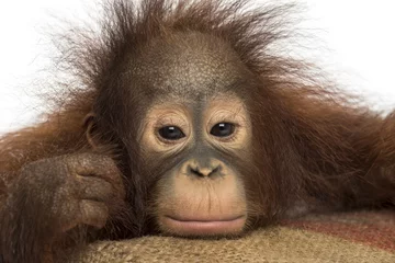 Papier Peint photo autocollant Singe Close-up of a young Bornean orangutan looking tired