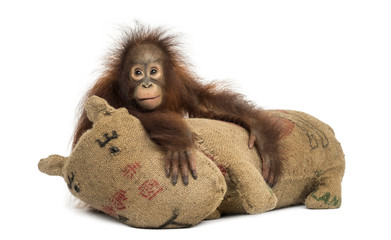 Young Bornean orangutan hugging its burlap stuffed toy © Eric Isselée