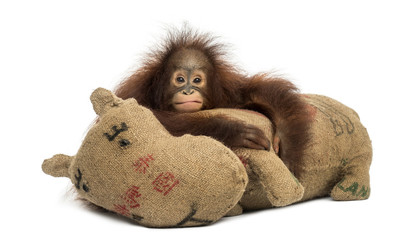 Young Bornean orangutan hugging its burlap stuffed toy © Eric Isselée