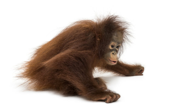Young Bornean orangutan sitting down, Pongo pygmaeus