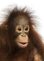 Fototapeta premium Close-up of a young Bornean orangutan, Pongo pygmaeus
