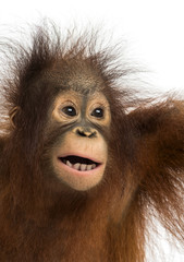 Close-up of a young Bornean orangutan, mouth opened
