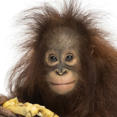 Close-up of a Young Bornean orangutan eating a banana © Eric Isselée