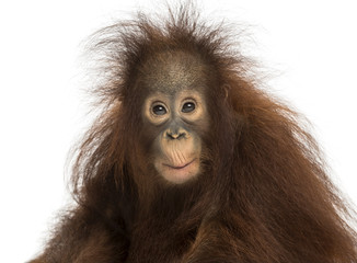 Fototapeta premium Young Bornean orangutan looking impressed, Pongo pygmaeus