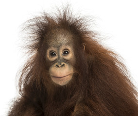 Young Bornean orangutan looking at the camera, Pongo pygmaeus - obrazy, fototapety, plakaty