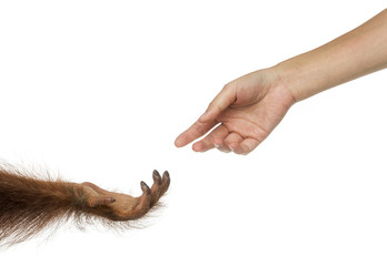 Bornean orangutan and human hands reaching at each other © Eric Isselée