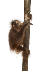 Side view of a young Bornean orangutan climbing on a tree trunk
