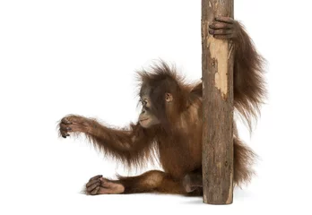 Papier Peint photo Lavable Singe Vue latérale du jeune orang-outan de Bornéo assis, tenant à un arbre