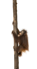 Side view of a young Bornean orangutan climbing on a tree trunk