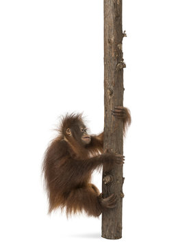 Side view of a young Bornean orangutan climbing on a tree trunk