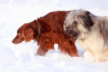setter and briard dogs