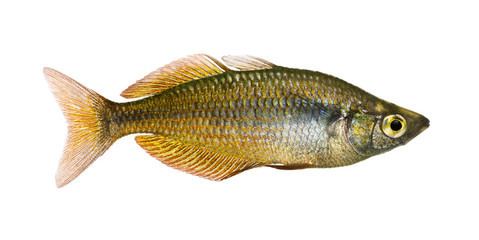 Side view of an Eastern Rainbowfish, Melanotaenia splendida