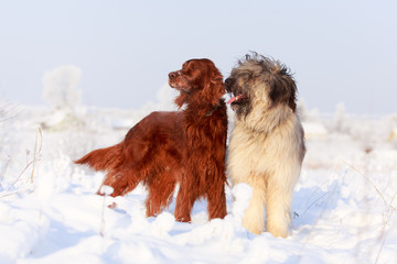 setter and briard dogs