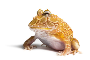 Argentine Horned Frog, Ceratophrys ornata, isolated on white