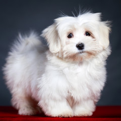 White Puppy Maltese dog