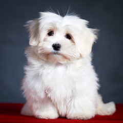 White Puppy Maltese dog