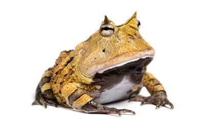 Obraz premium Argentine Horned Frog, Ceratophrys ornata, isolated on white