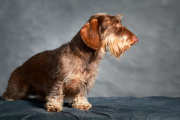 wire-haired dachshund dog