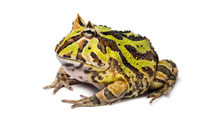 Fototapeta premium Argentine Horned Frog, Ceratophrys ornata, isolated on white