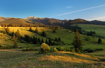 Landscape with meadow and forest