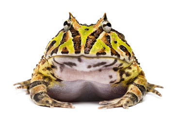 Naklejka premium Front view of an Argentine Horned Frog, Ceratophrys ornata