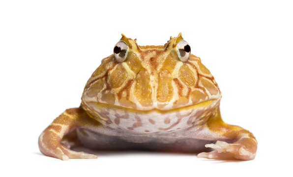 Front view of an Argentine Horned Frog looking at the camera
