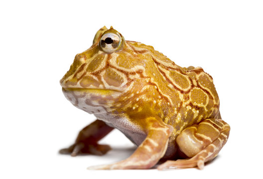 Side view of an Argentine Horned Frog, Ceratophrys ornata