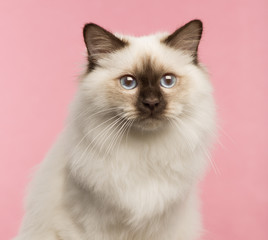 Close-up of a Birman cat on a pink background