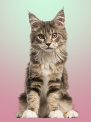 Front view of a Maine Coon kitten sitting, on a gradient colored