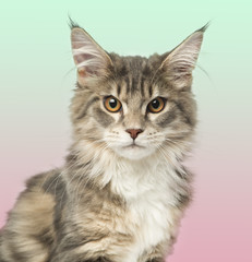 Fototapeta premium Close-up of a Maine Coon kitten looking at the camera