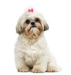 Front view of a Shih Tzu sitting, looking at the camera