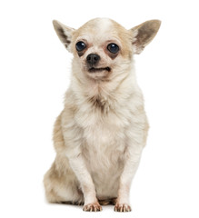 Old Chihuahua with periorbital dark circles, sitting, isolated