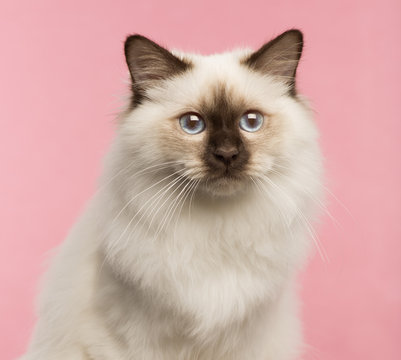 Close-up of a Birman cat on a pink background