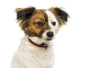 Close-up of a Crossbreed dog wearing a collar, 2 years old