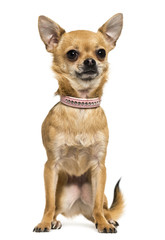 Front view of a Chihuahua wearing a pink collar, sitting