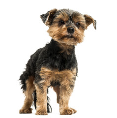 Yorkshire Terrier standing, looking away, 6 years old, isolated