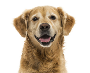 Close-up of a Golden Retriever panting, 11  years old, isolated