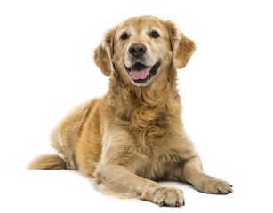 Golden Retriever lying, panting, 11  years old, isolated