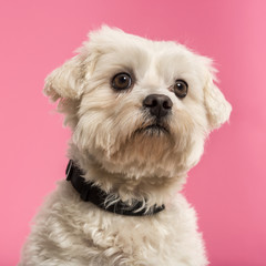 Close-up of a Maltese, 5 years old, isolated on pink background