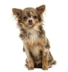 Front view of a Chihuahua puppy looking at the camera, 6 months