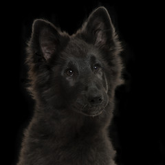 Greenland Dog puppy, 4 months old, on a black background