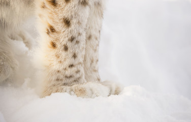 Naklejka premium Lynx feet