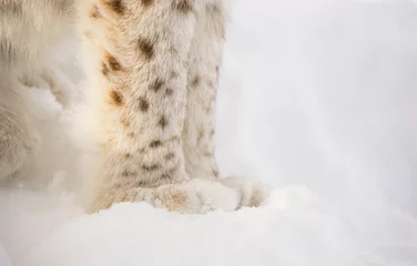Behangcirkel Lynx feet © Gry Thunes