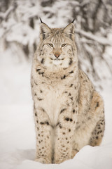 Fototapeta premium Lynx sitting