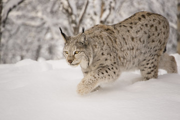 Naklejka premium Hunting lynx